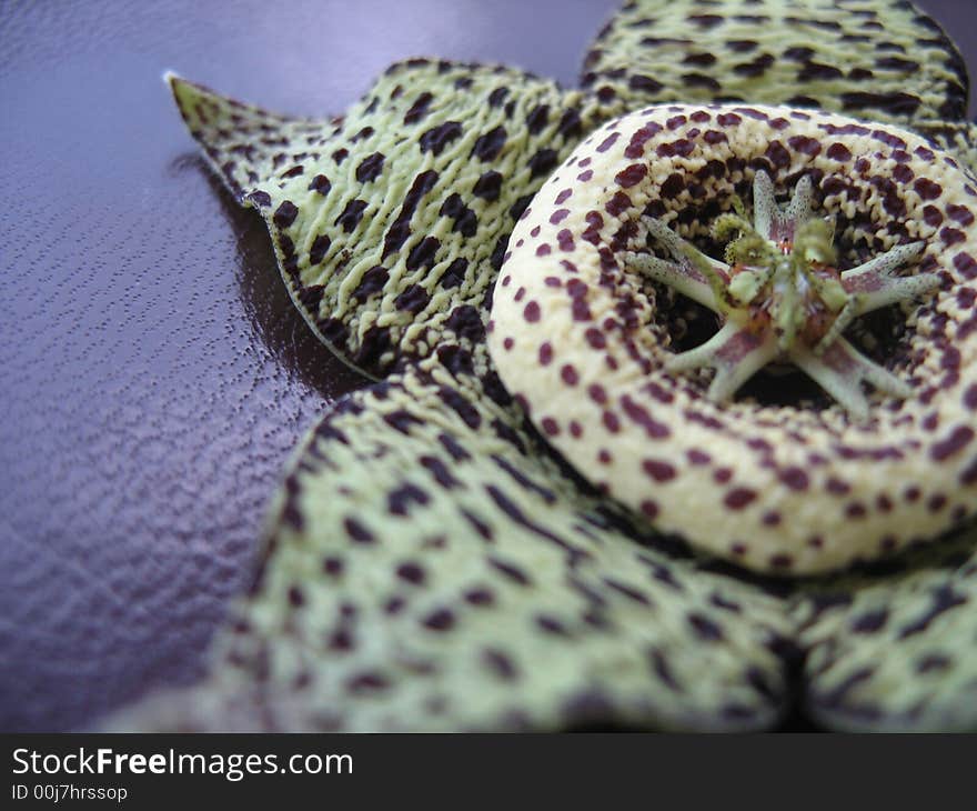 Exotic  flower, speckled colouring,parts, macro