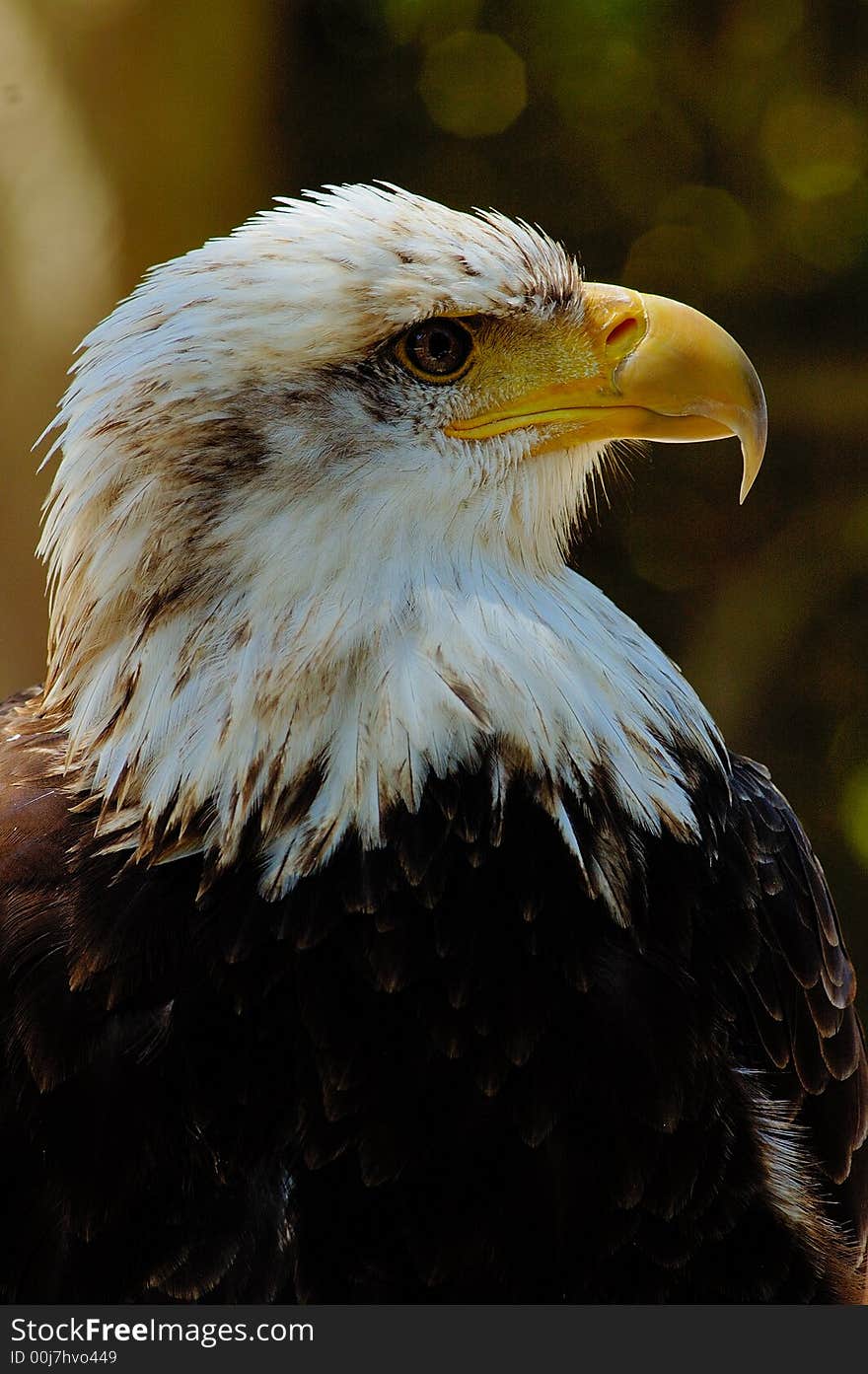 Bald eagle (1)