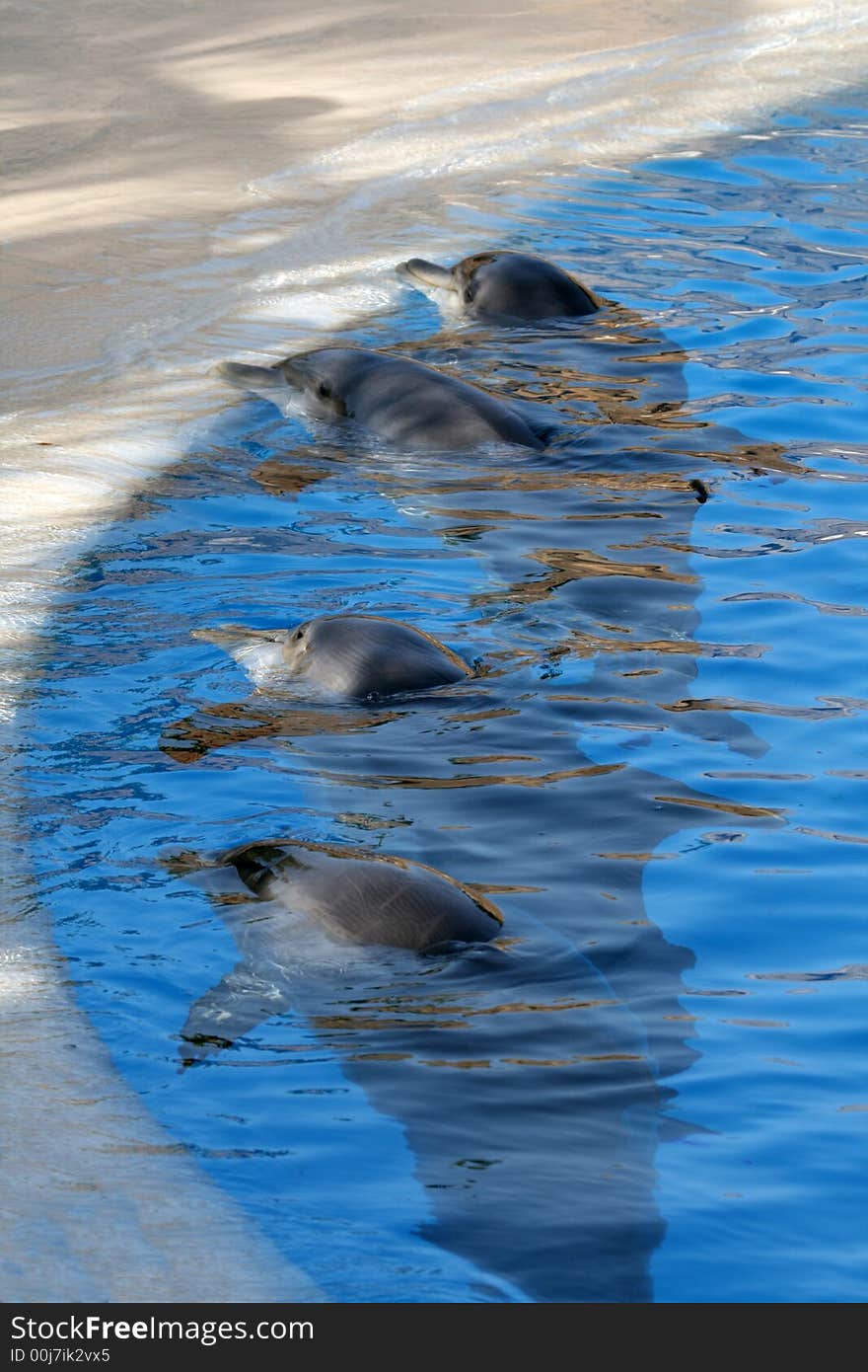 Four dolphin lineup along a blue pool