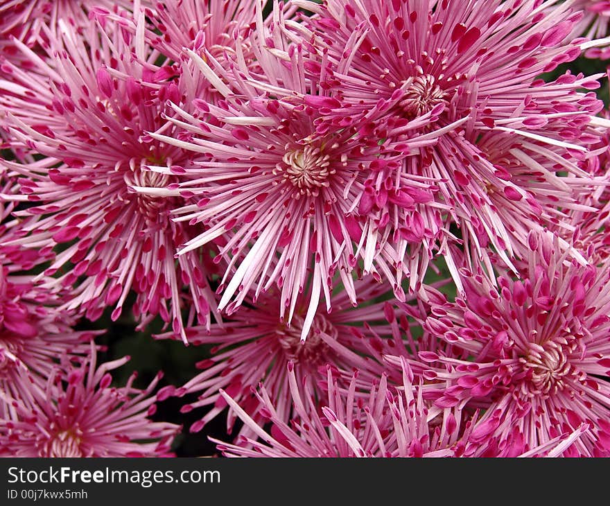 Pink chrysanthemums