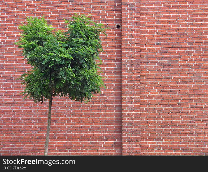 Wall made of red bricks with a tree. Wall made of red bricks with a tree