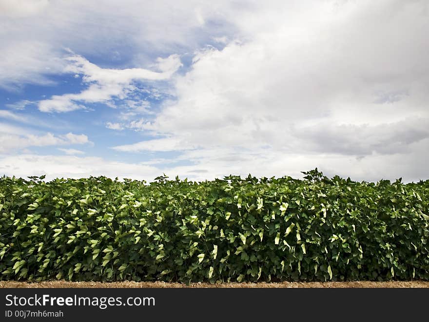 Leafy Crop And Cloudy Sky