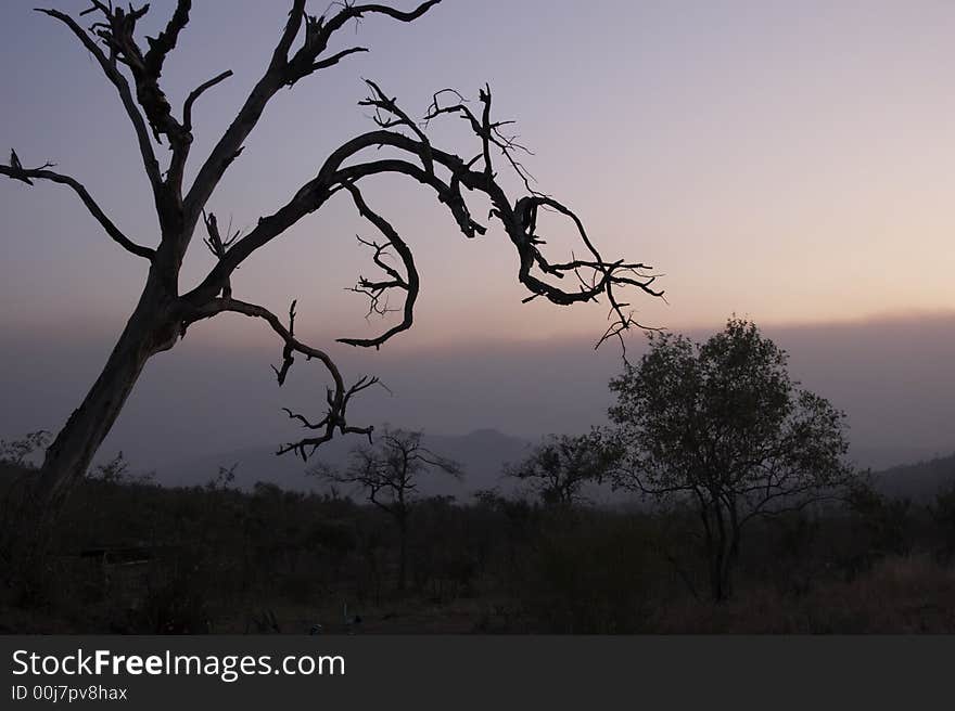 South African sunset with treeline