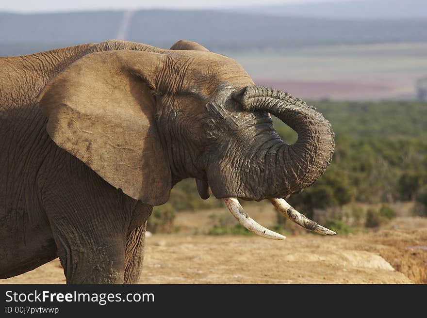 South african elephant in kruger national park