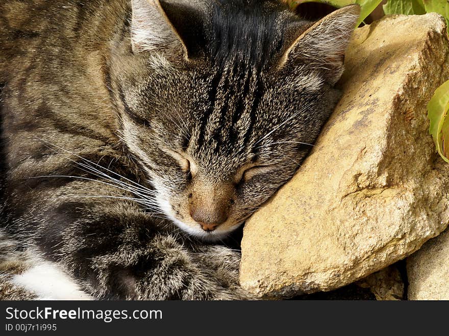 Cat laying in garden with head on rock. Cat laying in garden with head on rock.