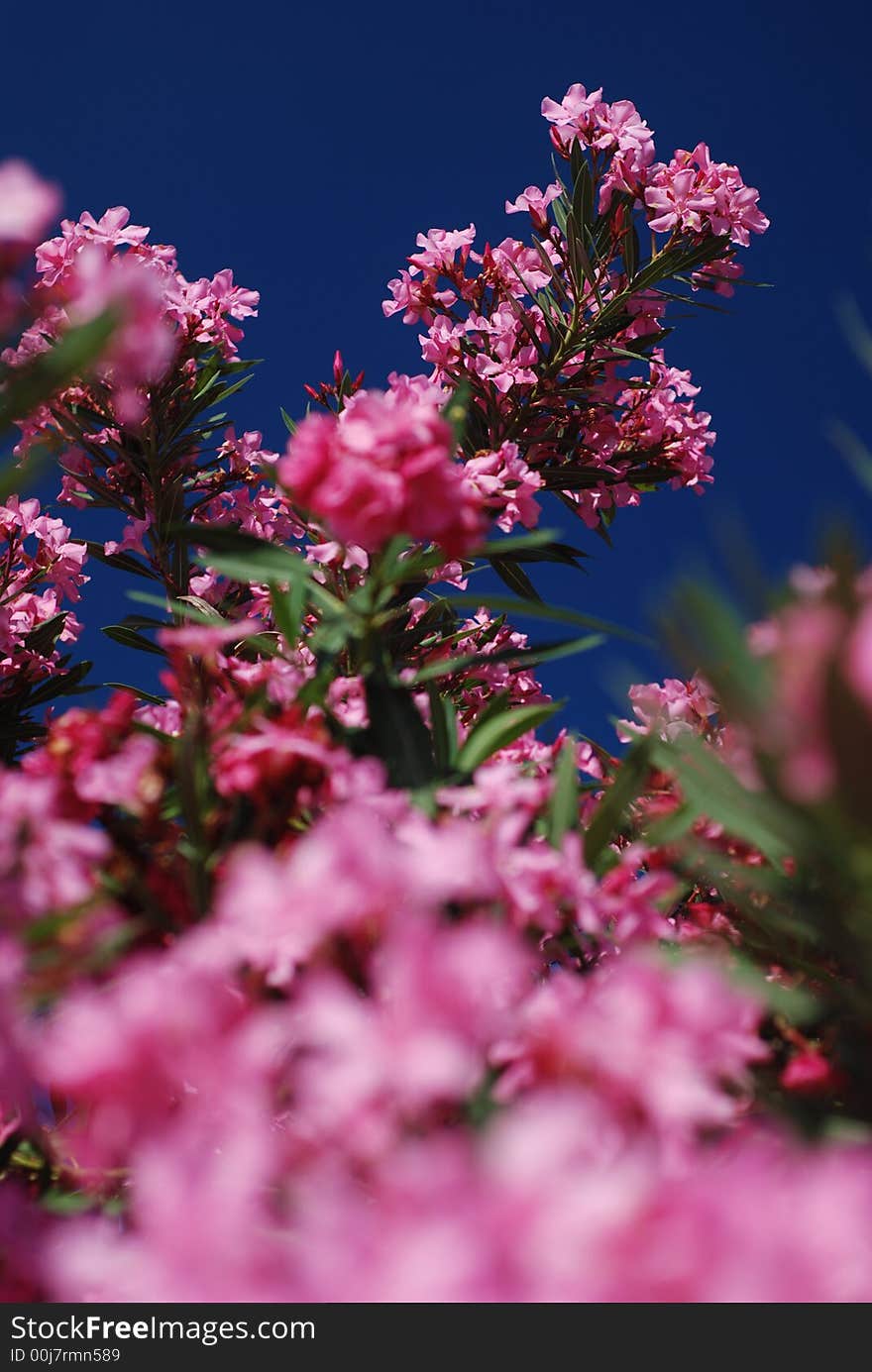 Pink flowers and blue sky