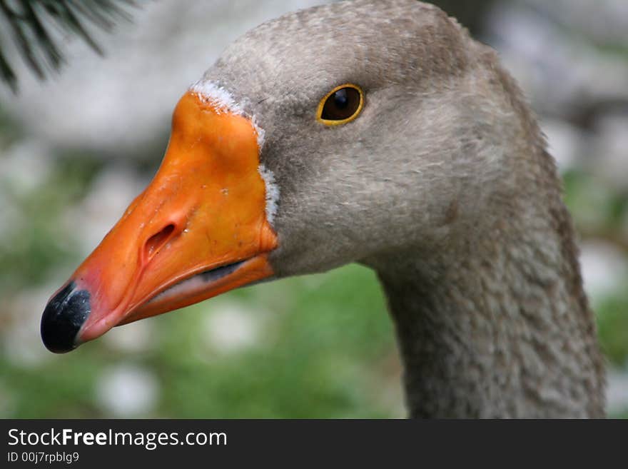 Portrait of gray duck captured in Austrian Tirol. Portrait of gray duck captured in Austrian Tirol