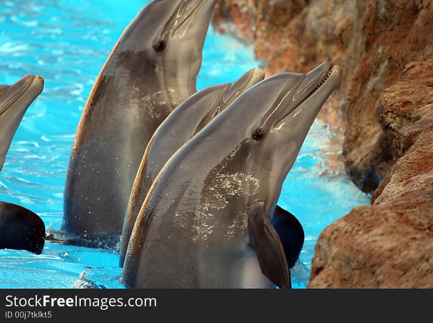 Group of dolphins close to shore rocks