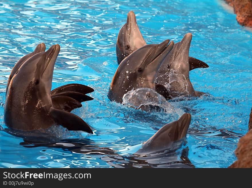 Group of dolphins playing in the water