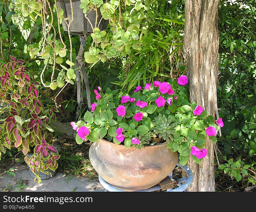 A garden in a beautiful summer morning