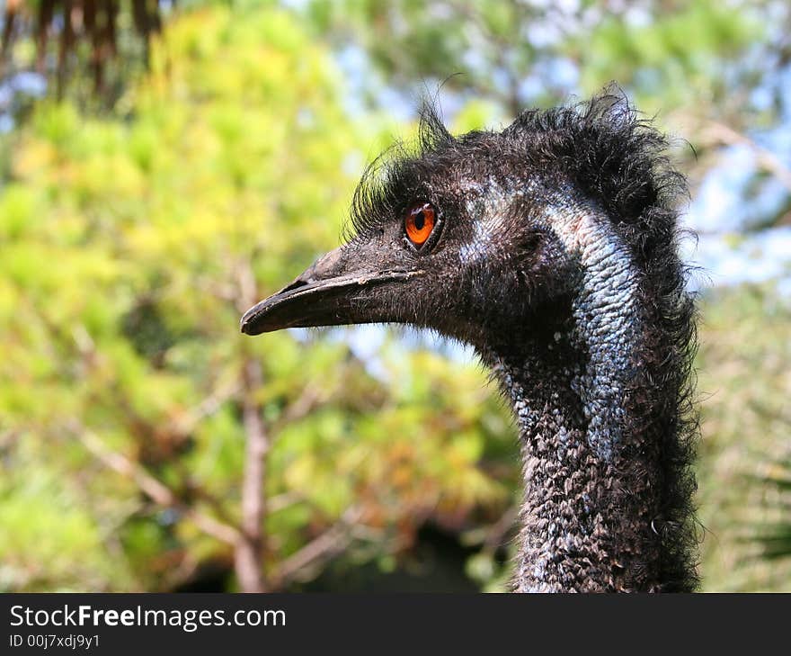 A closeup of an emu's head