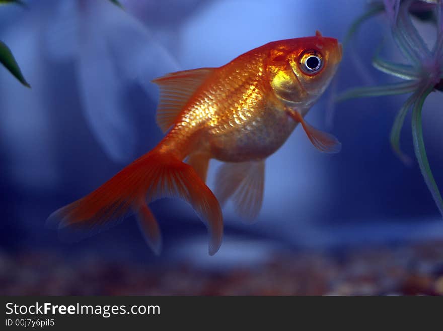 Close up of goldfish swimming in bowl