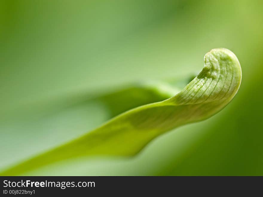 Leaf Curl