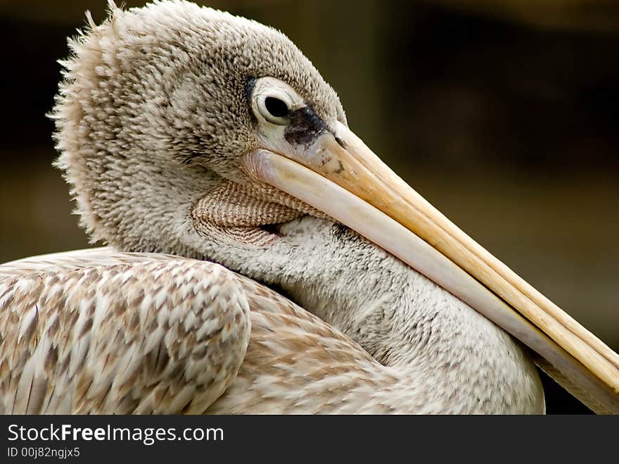 Pelican