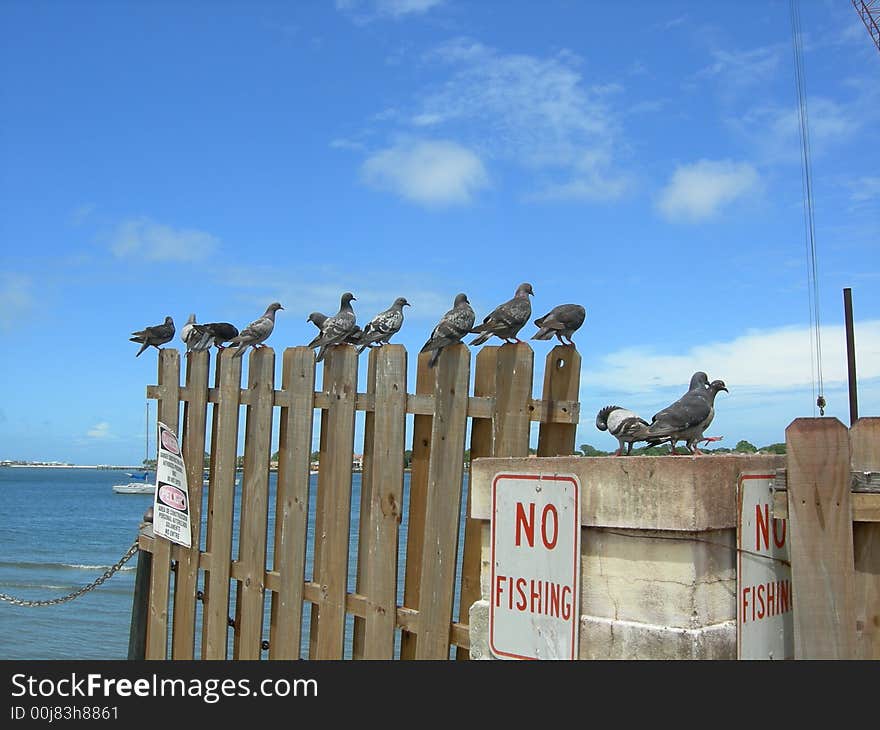 Photo of pigeons on a fence along the ocean.