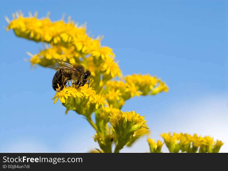 Bee Collecting Pollen