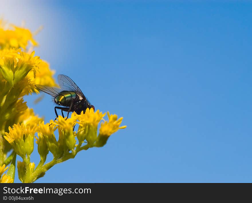 Fly collecting pollen