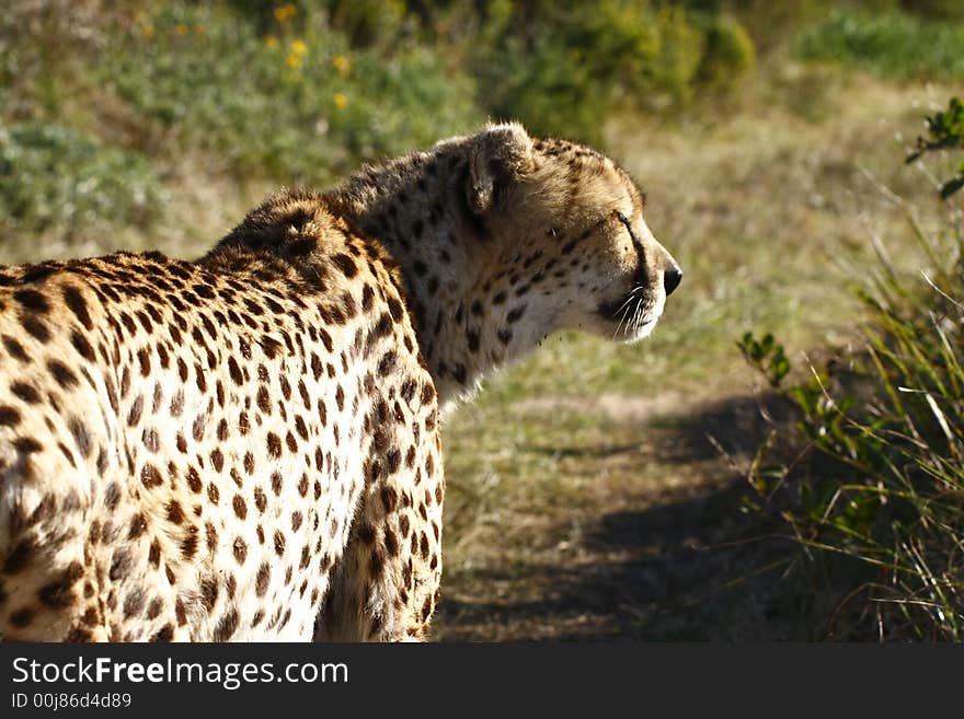 Cheetah taken up close in bright sunlight. Cheetah taken up close in bright sunlight