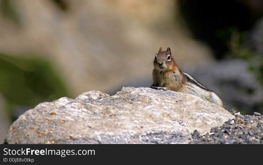 Sunbathing Squirrel