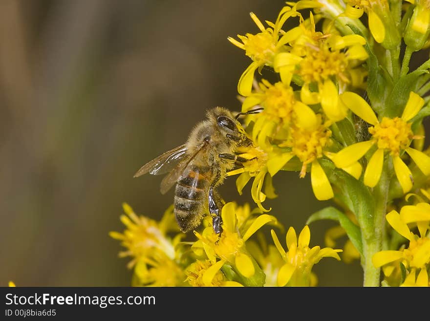 Bee pick nectar on yellow flower. Bee pick nectar on yellow flower