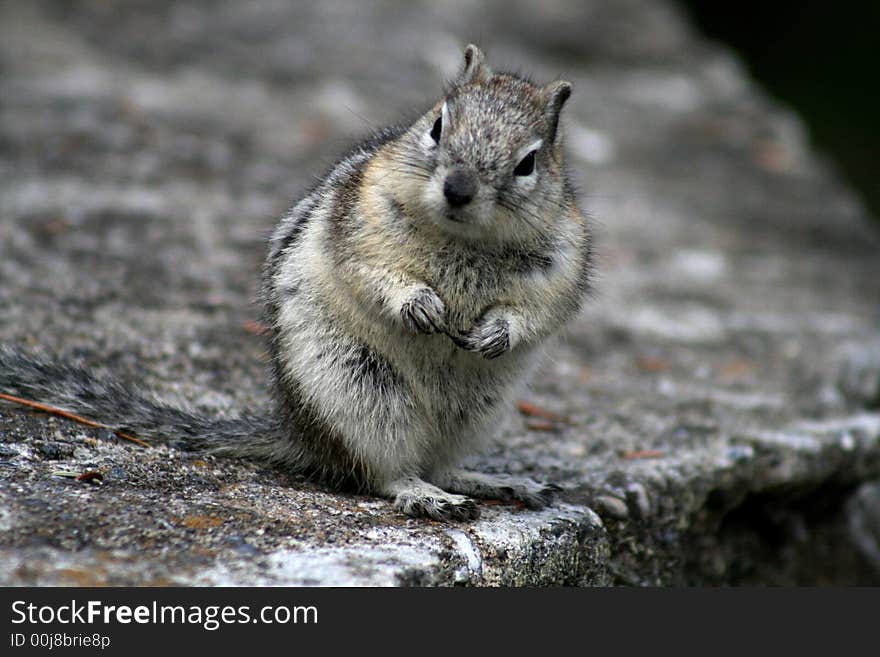 A squirrel in the Canadian Rockies