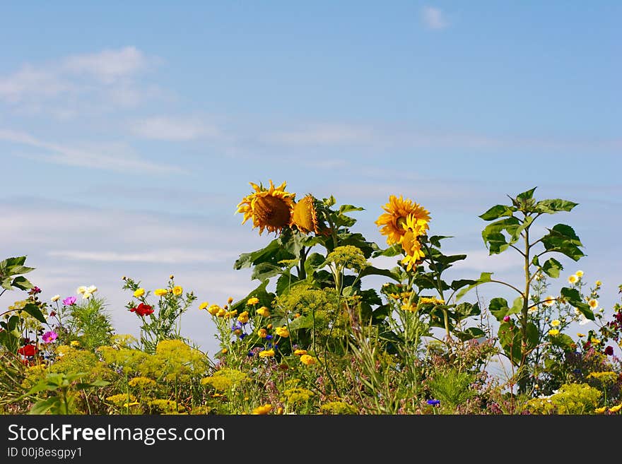 Sunflowers