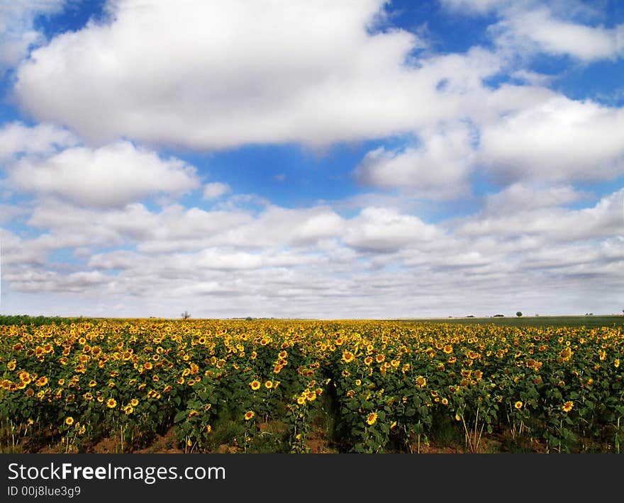 Sunflower and blue sky