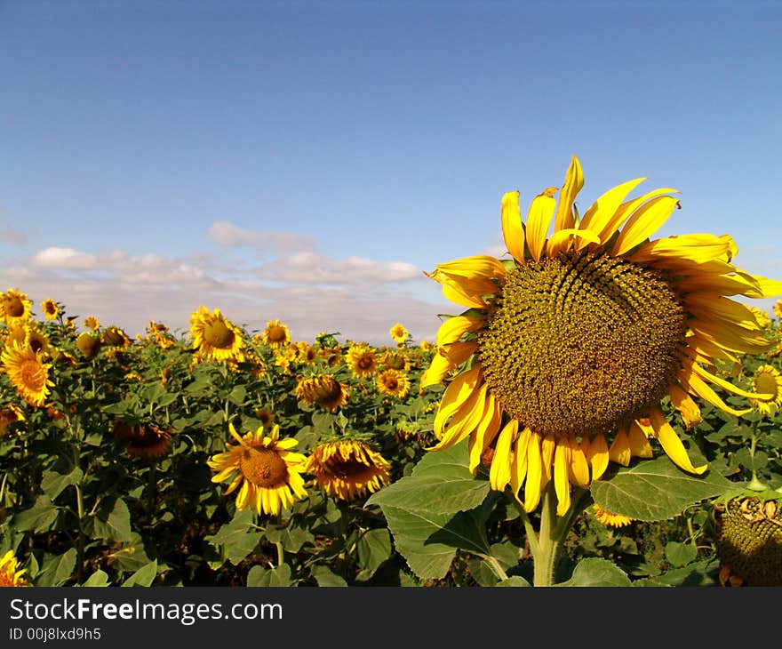 Sunflower blue sky and clouds. Sunflower blue sky and clouds