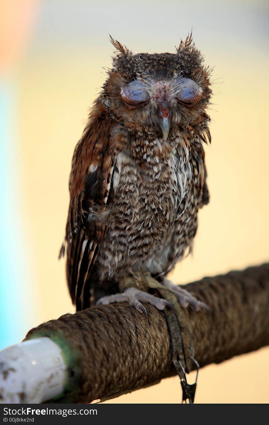 Sad little Screech owl trying to get some rest