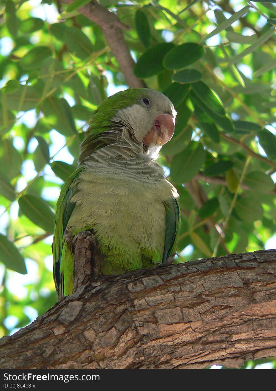 Green parrot