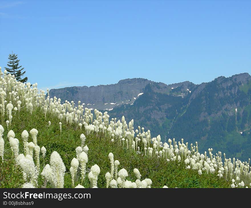 Field of Bear Grass on Granite Mountain in Washington State. Field of Bear Grass on Granite Mountain in Washington State.