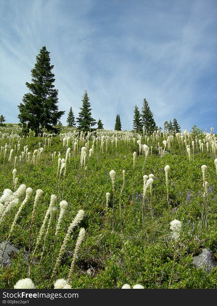 Field of Bear Grass on Granite Mountain in Washington State. Field of Bear Grass on Granite Mountain in Washington State.