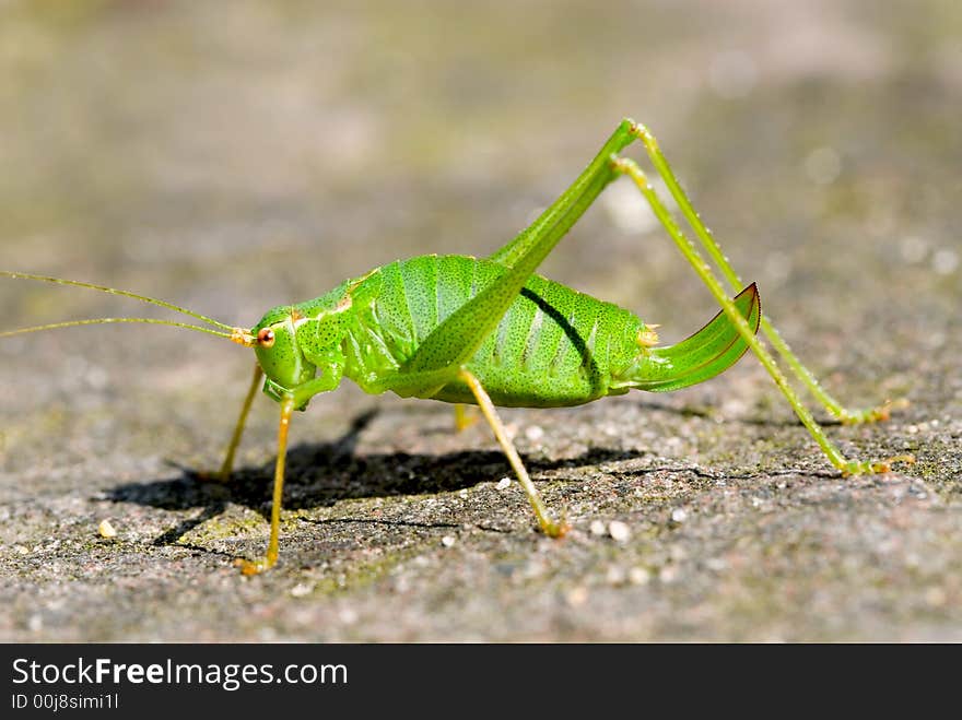 Larvae of Ensifera - Grasshopper - close-up. Larvae of Ensifera - Grasshopper - close-up