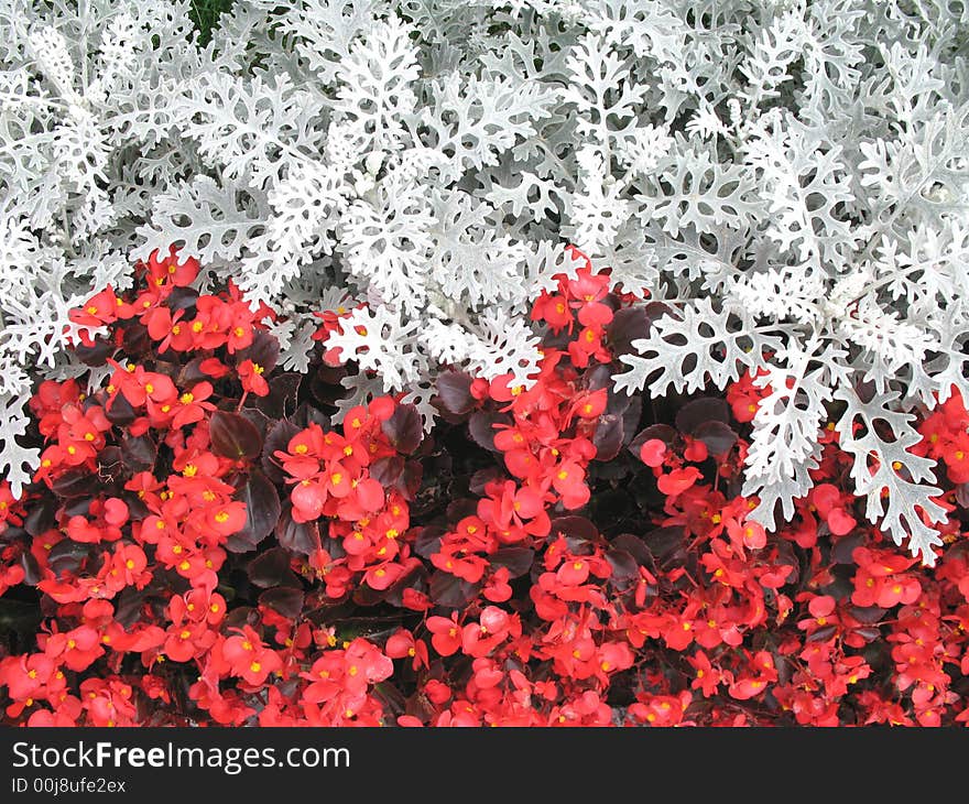 Red and white flowers