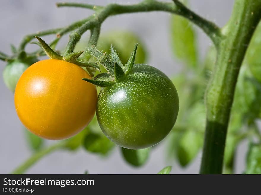 Yellow Tomato