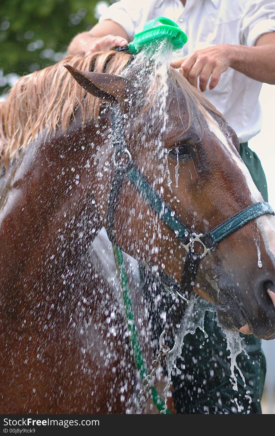 A groom washing a Belgian horse at an agricultural fair in Navan, Ontario. A groom washing a Belgian horse at an agricultural fair in Navan, Ontario