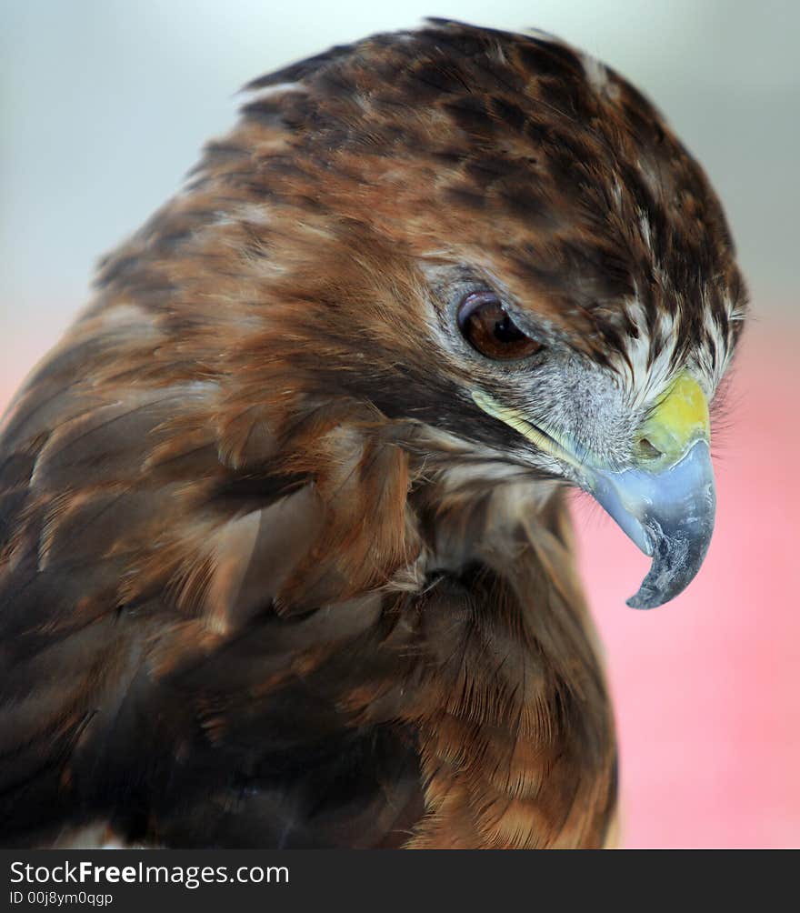 Red tailed Hawk