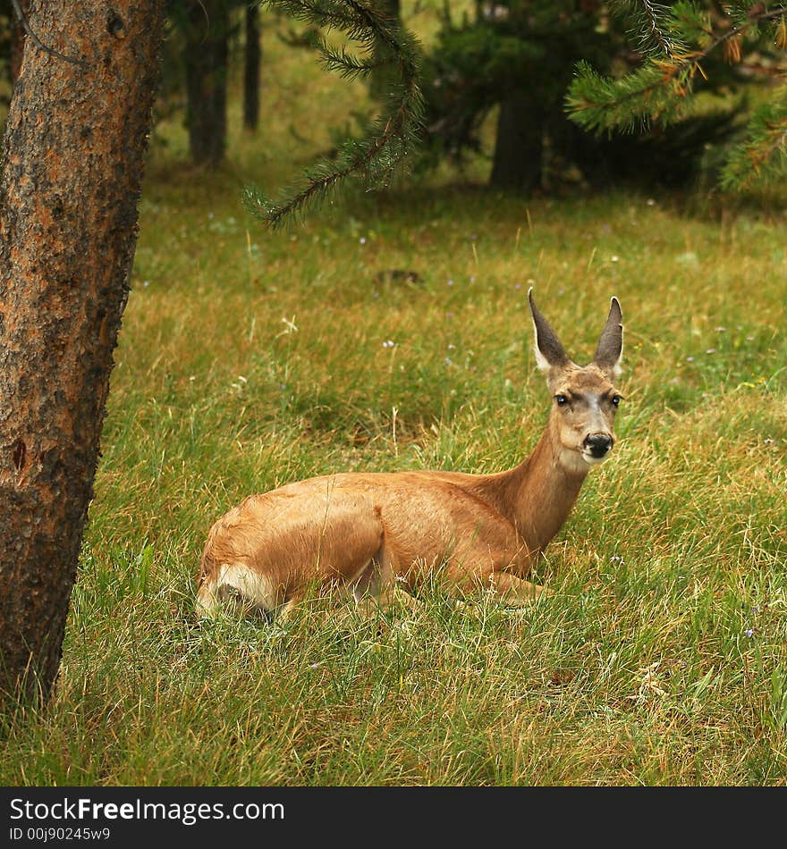 This female deer rests in the wet grass on a rainy summer evening. This female deer rests in the wet grass on a rainy summer evening.