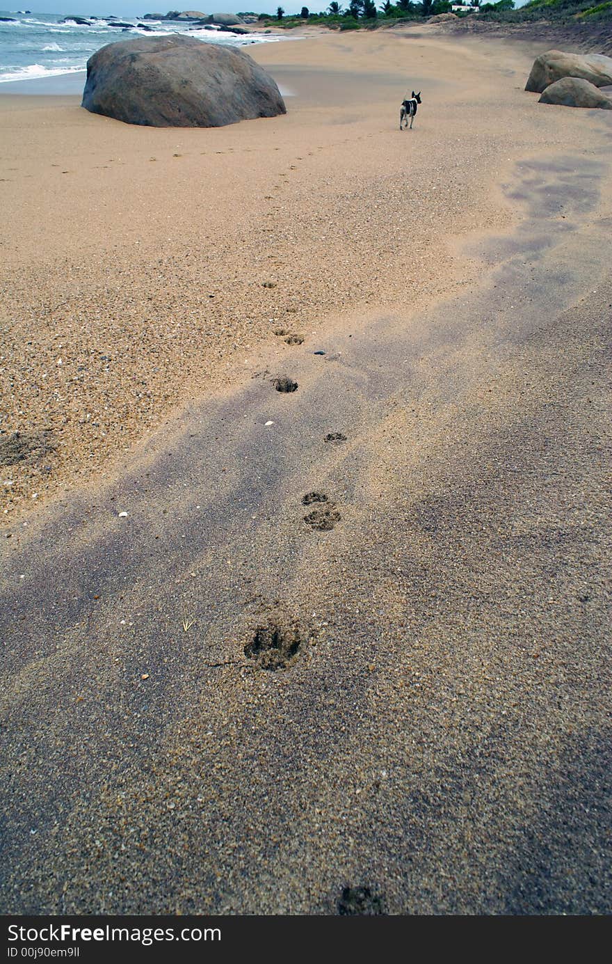 Sea shore and dog