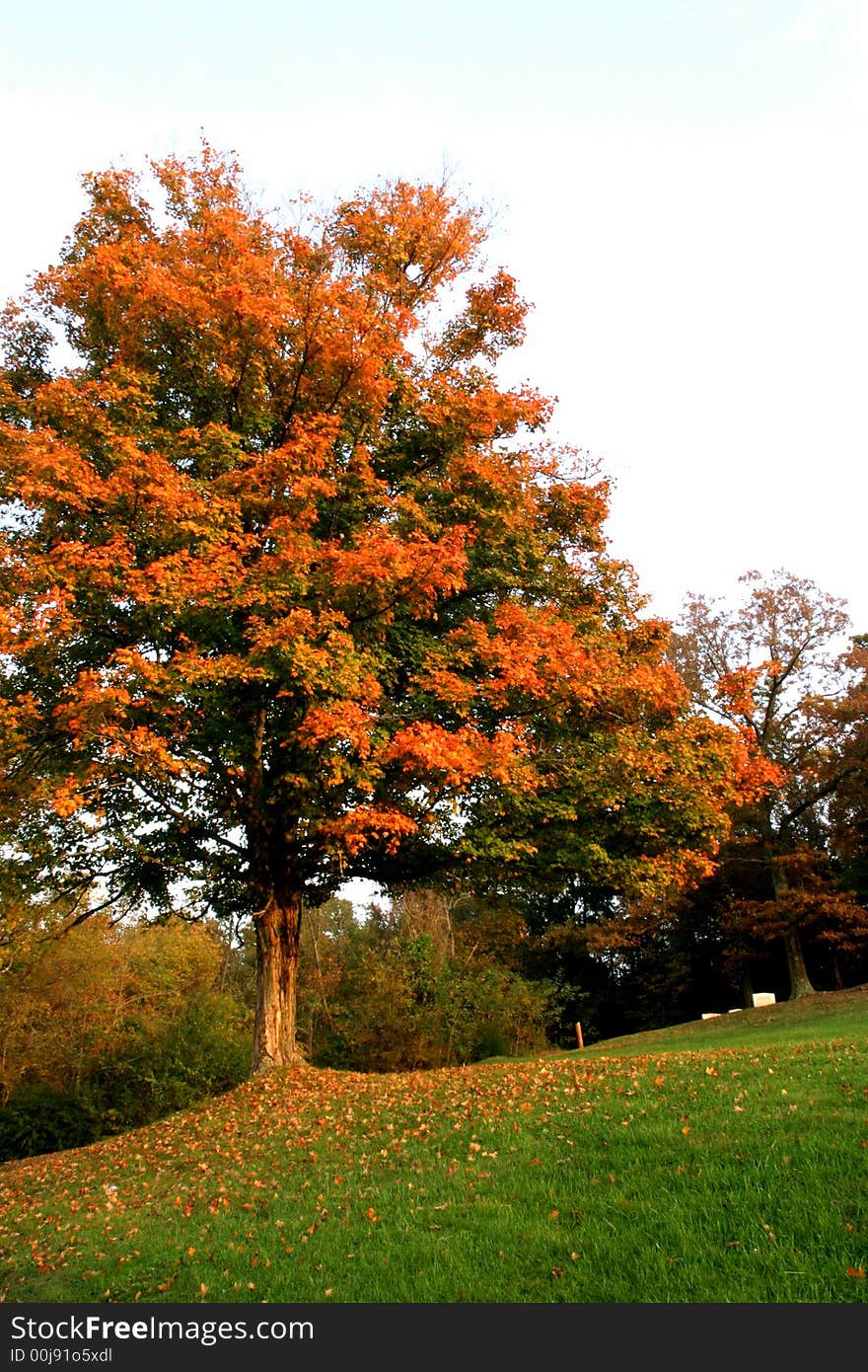 Nashville Autumn