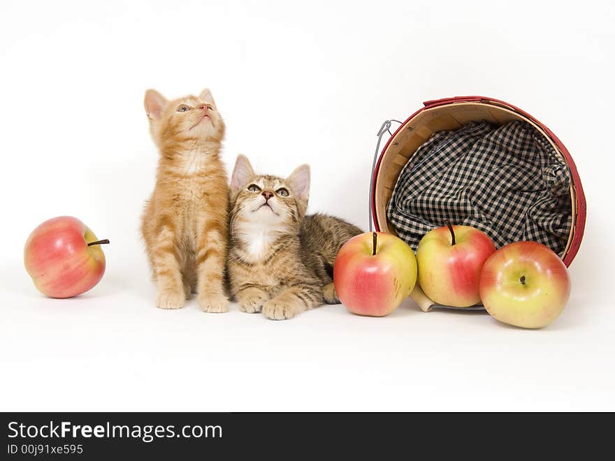 Two kittens sit next to a basket of artificial apples that has been tipped over on a white background. Two kittens sit next to a basket of artificial apples that has been tipped over on a white background