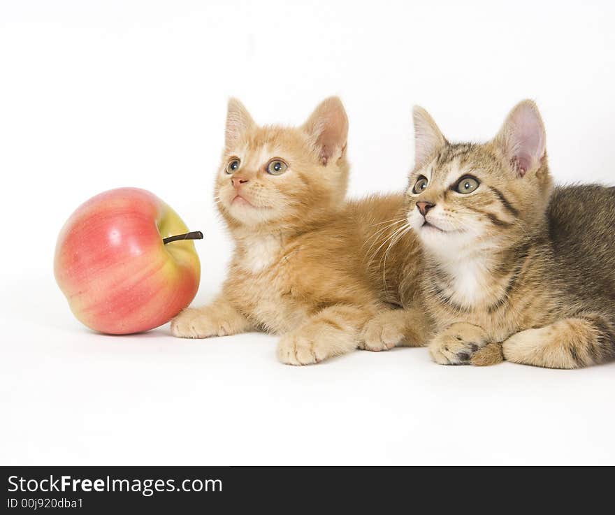 Two kittens next to an apple