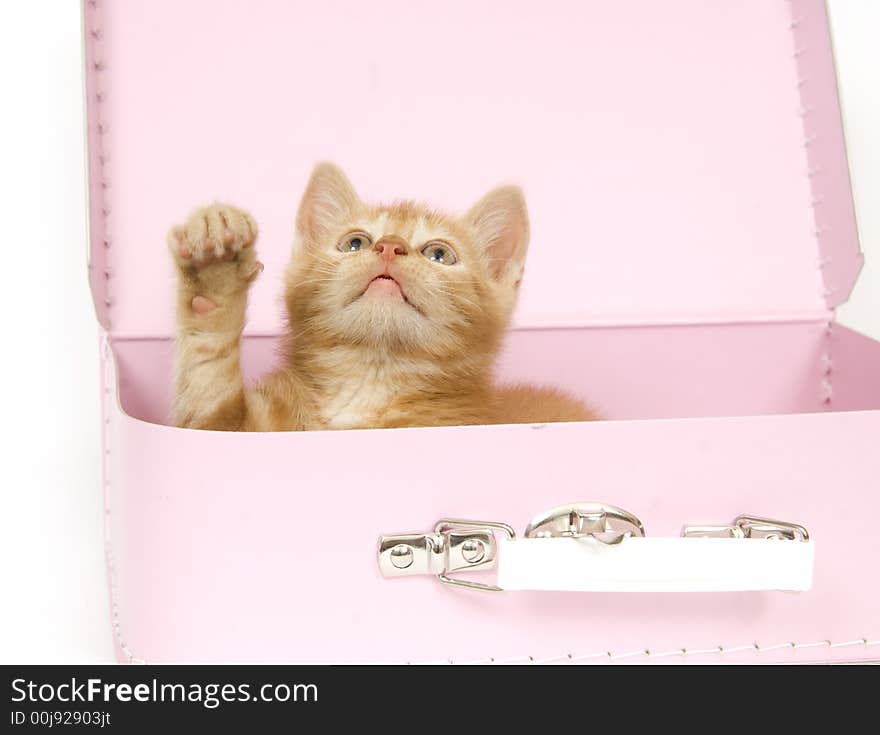 A yellow kitten sits inside a packed suitcase ready to go on a vacation or a trip. A yellow kitten sits inside a packed suitcase ready to go on a vacation or a trip.