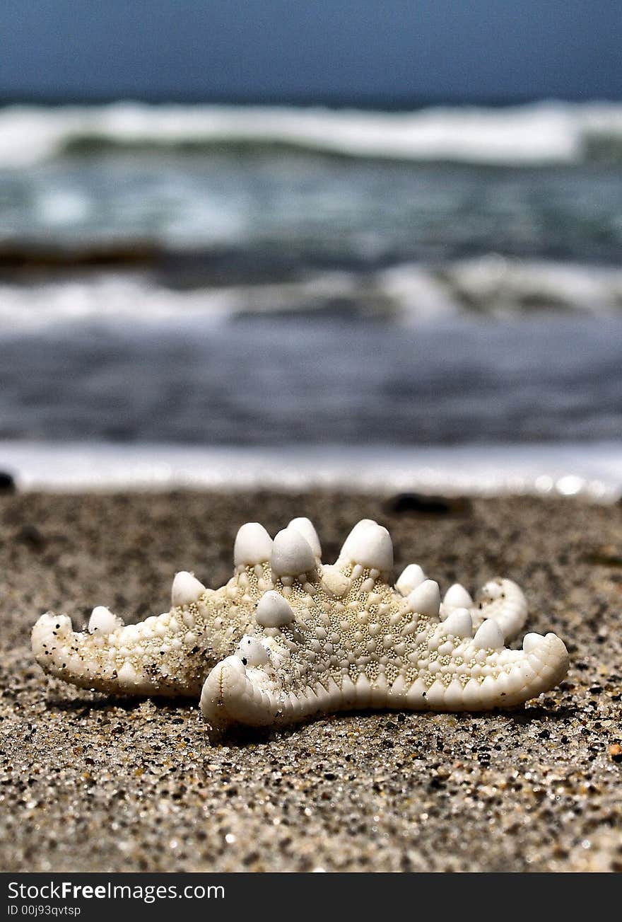 Stranded Starfish