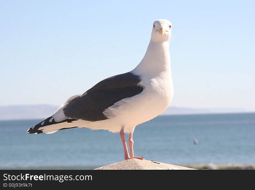 Seagull Frontview