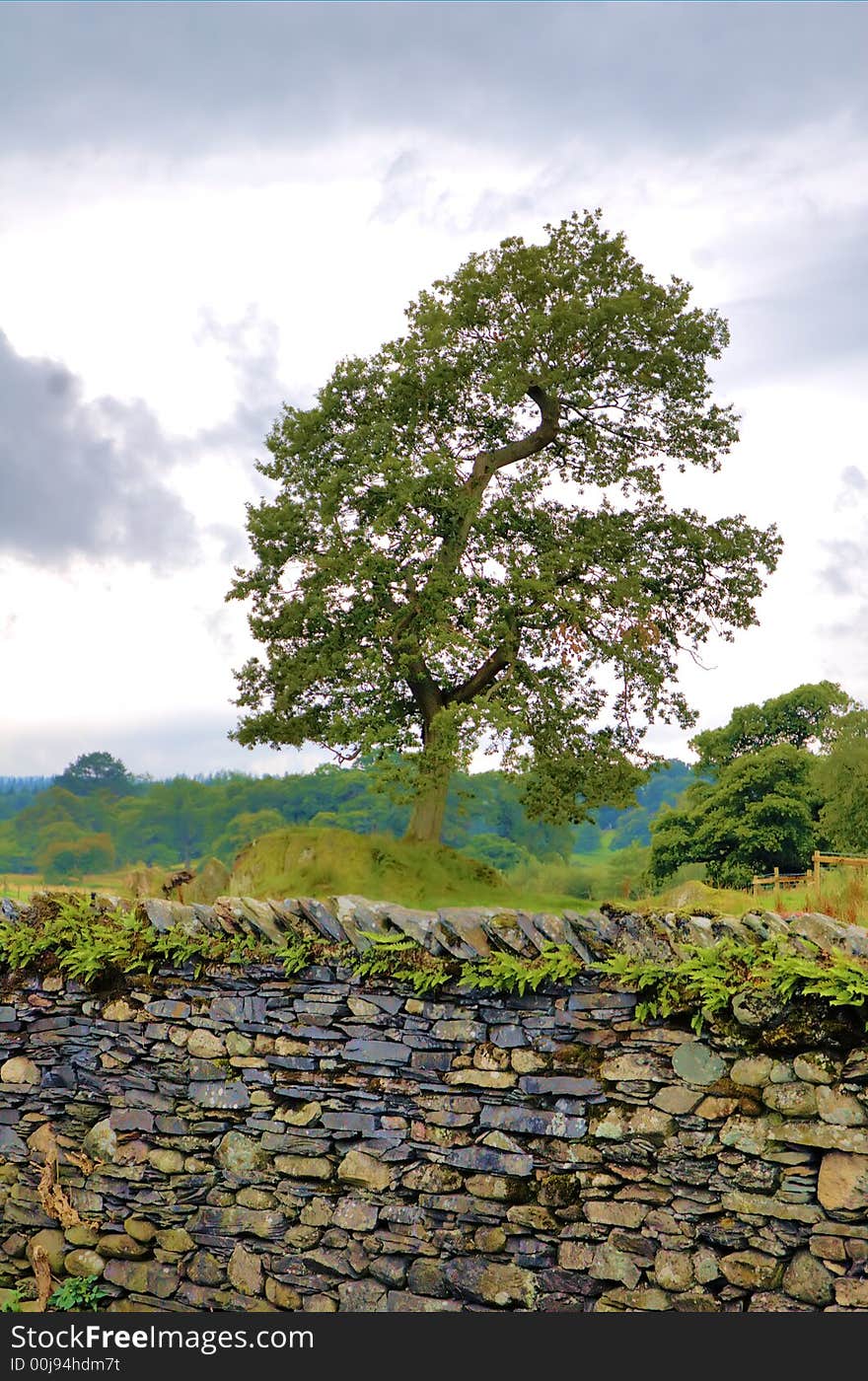 Tree behind a stone wall in the countryside in northern England. Tree behind a stone wall in the countryside in northern England