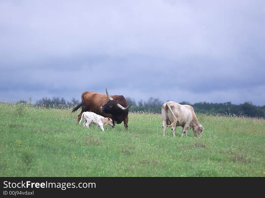 A longhorn bull, cow and calf standing in a pasture with a stormy sky in the background. A longhorn bull, cow and calf standing in a pasture with a stormy sky in the background.