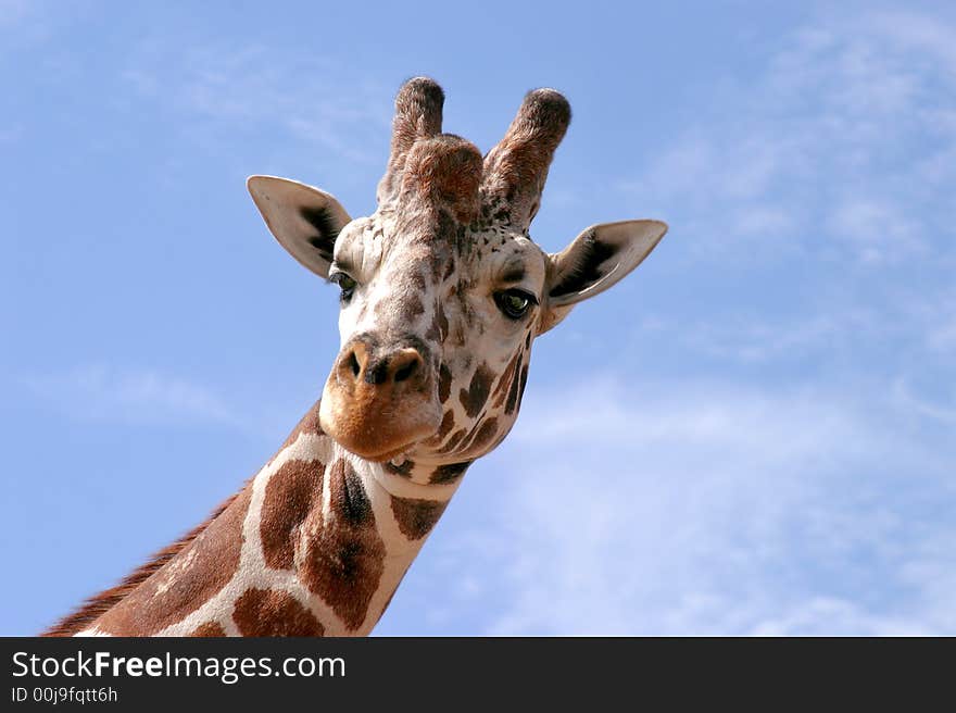 Headshot of giraffe looking down, against a blue sky. Headshot of giraffe looking down, against a blue sky.