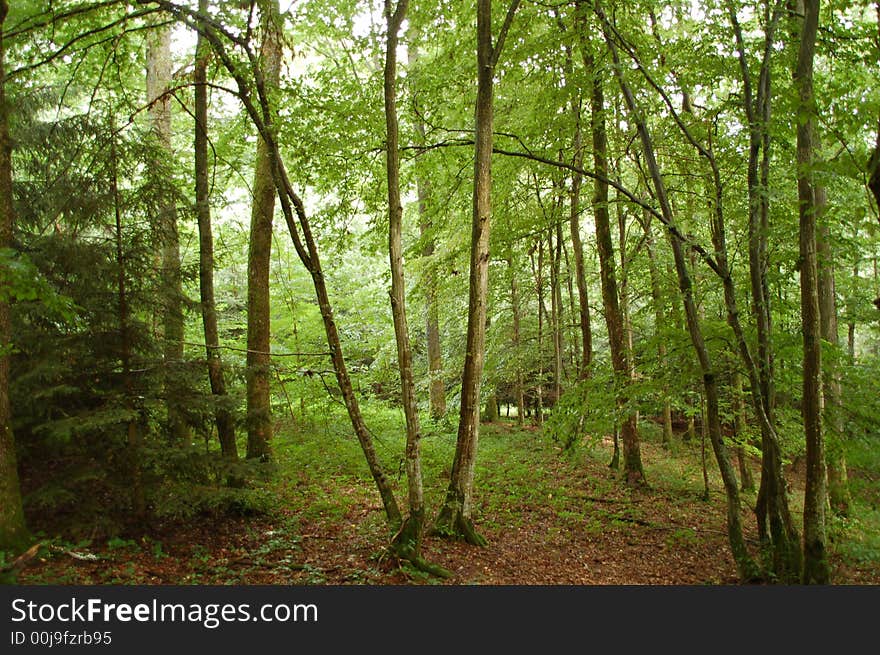 A beautifull green forest in village