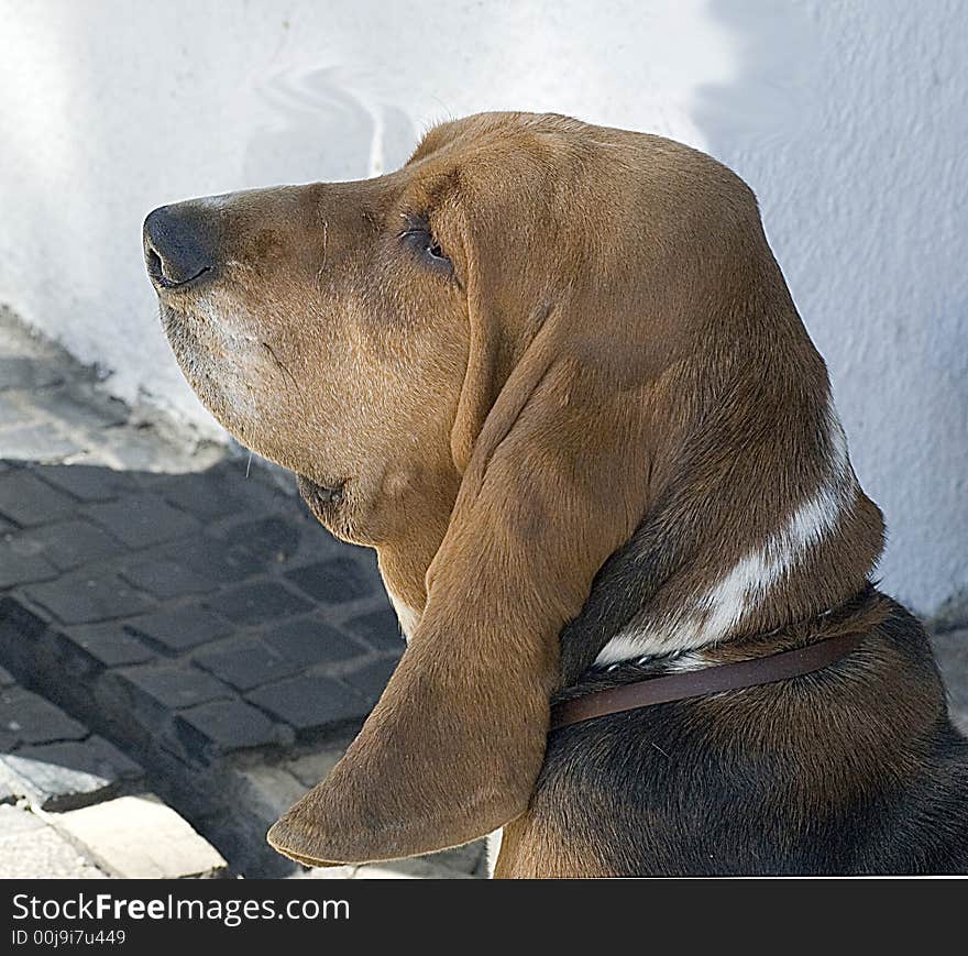 This dog is waiting patiently for his master to come and go out walking